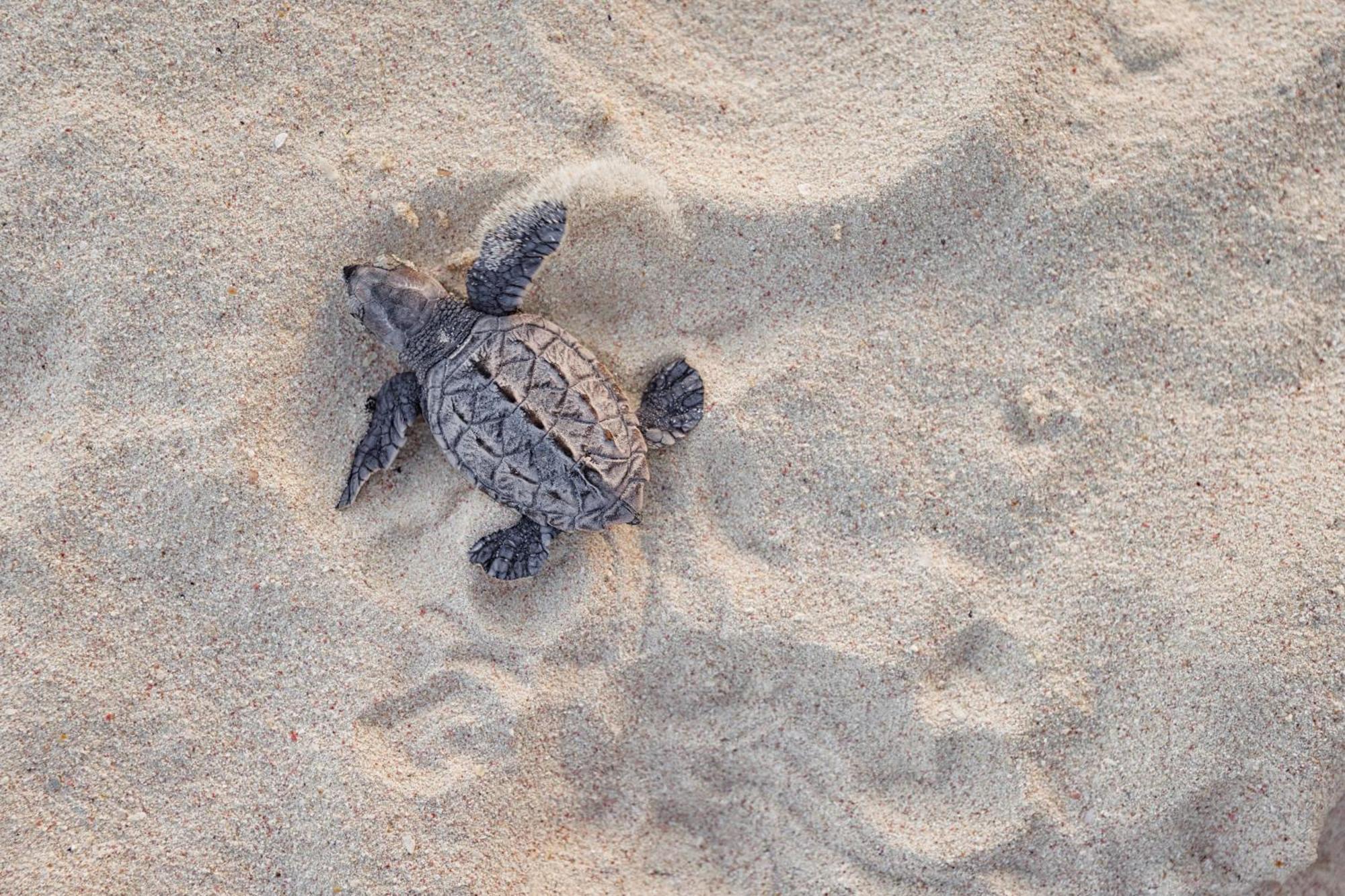 Sandals Royal Barbados All Inclusive - Couples Only (Adults Only) Oistins Exterior foto